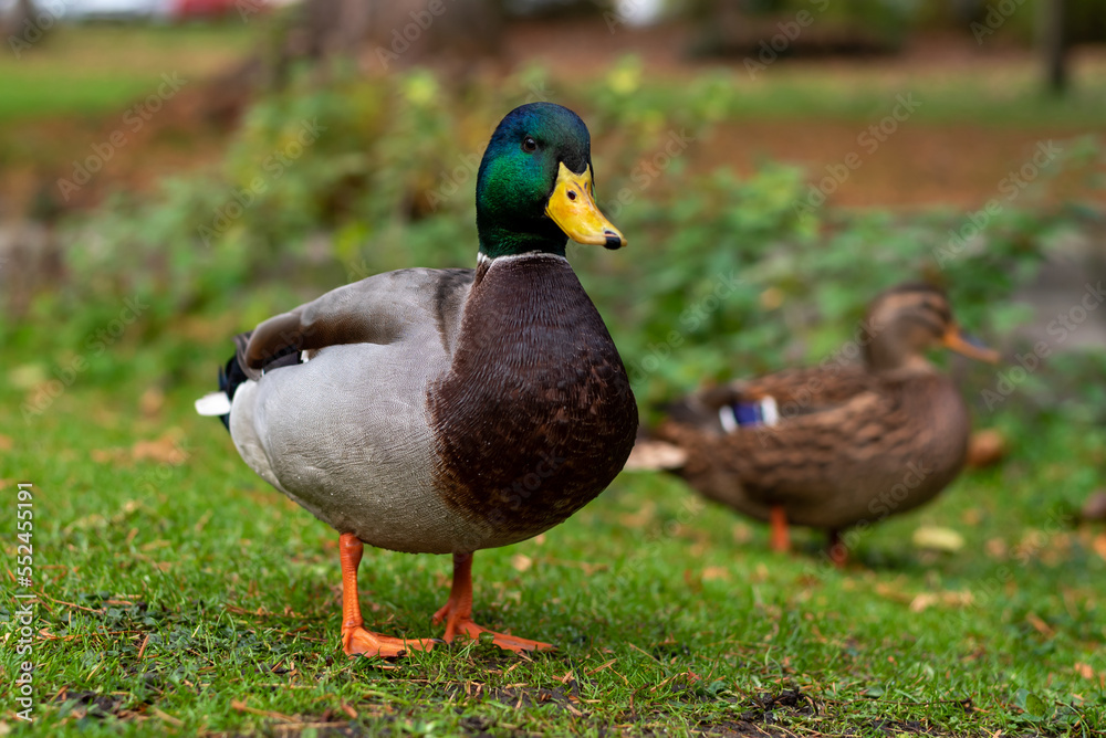 wild duck drake stands on green grass wild duck drake stands on green grass