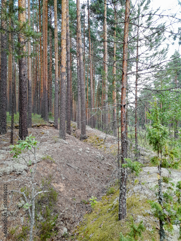 Pine forest on a sunny day