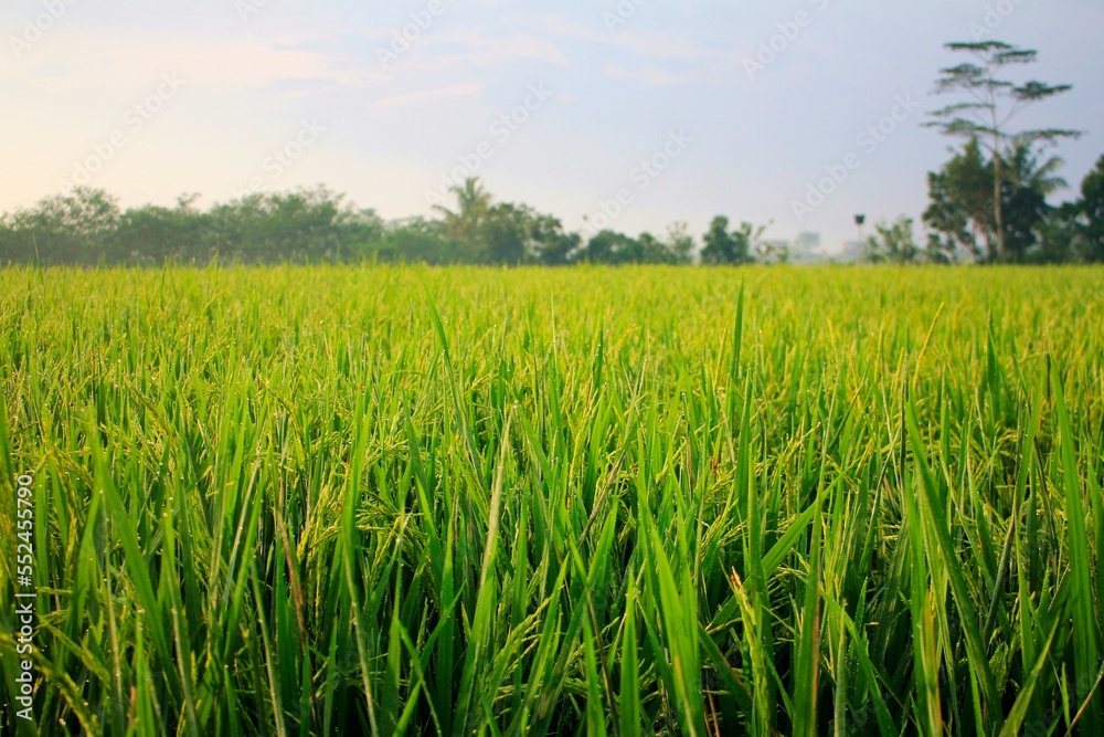 Rice Plant in The Rice Fields