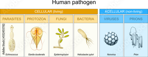 Types of Human pathogen. pathogenic bacteria viruses or fungi can enter the body.