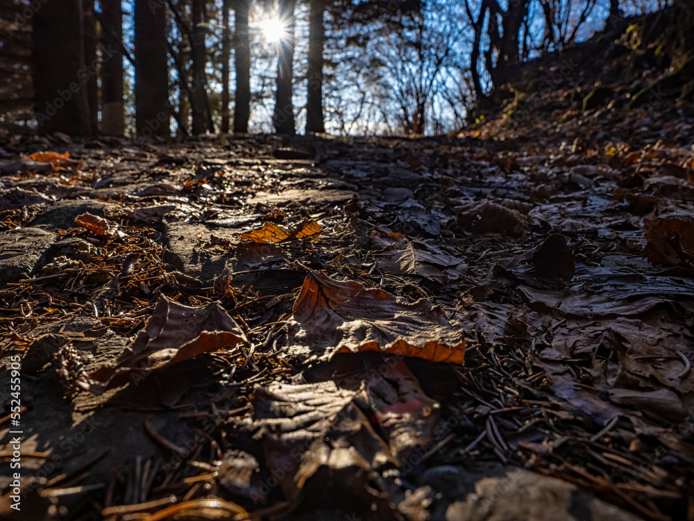 Alpine trail in a woodland in winter Alpine trail in a woodland in winter