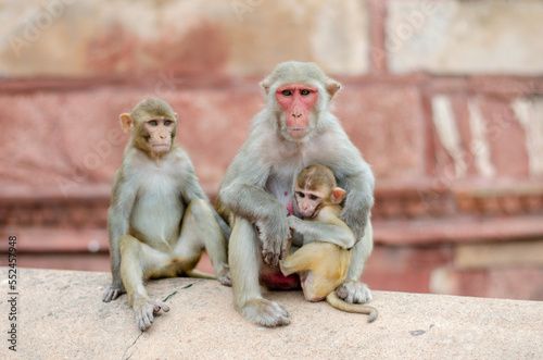 Bild auf Leinwand Family of monkeys with a little baby macaque. Monkey temple India