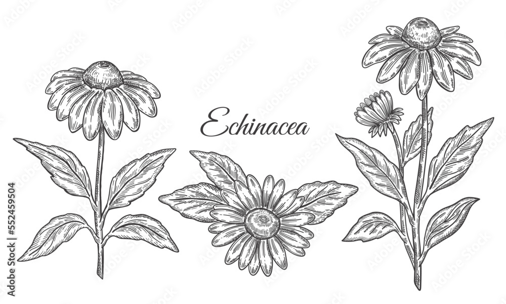 Echinacea purpurea flower medicinal plant with leaves botanical outline