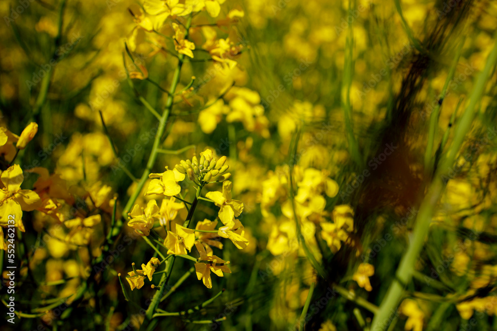 Close up blooming rapeseedin agricultural field. Rapeseed is grown for the production of animal feeds, vegetable oils and biodiesel Close up blooming rapeseedin agricultural field. Rapeseed is grown for the production of animal feeds, vegetable oils and biodiesel