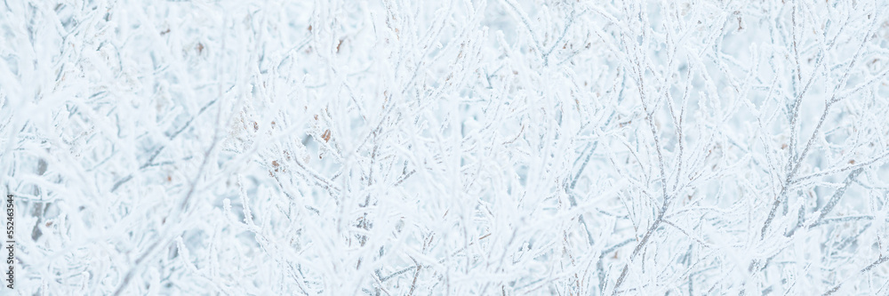 Snow and rime ice on the branches of bushes. Trees covered with hoarfrost. Plants in the park are covered with hoar frost. Cold snowy winter weather. Frosting texture. Wide panoramic light background. Snow and rime ice on the branches of bushes. Trees covered with hoarfrost. Plants in the park are covered with hoar frost. Cold snowy winter weather. Frosting texture. Wide panoramic light background.