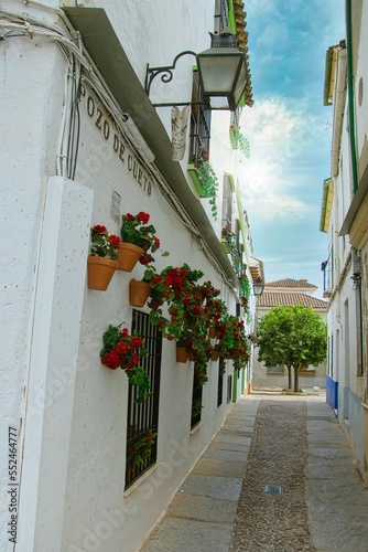 Flores rojas en un callejon de Cordoba