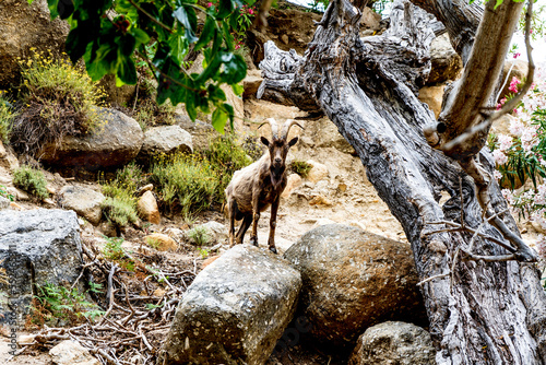 Goat of Montecristo (Capra aegagrus hircus) in the isle of Montecristo, part of the Tuscan Archipelago. It's a state nature reserve and inspired Dumas' novel The Count of Monte Cristo. photo