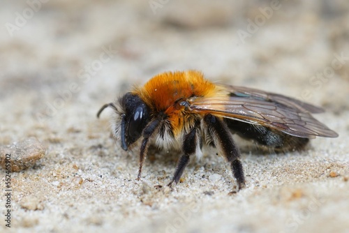 Closeup of a female, Grey-patched Mining Bee, Andrena nitida on sandy soil © Henk