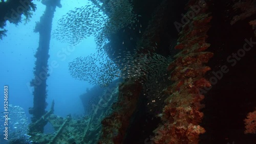 Pempheris fish big school swimming in rusty sunken ship wreck. Ocean bottom scuba diving, old vessel undersea, shipwreck discovery, pygmy sweeper flock photo