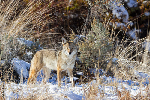alert coyote in Oregon