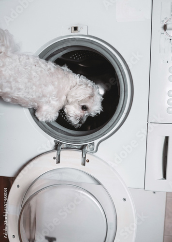 Cute little white dog looking back by washing machine.