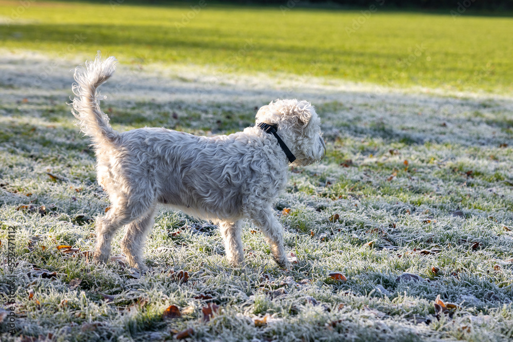 A happy soft coated wheaten terrier dog playing in a field in the United Kingdom with a smile during sunrise with warm tones A happy soft coated wheaten terrier dog playing in a field in the United Kingdom with a smile during sunrise with warm tones