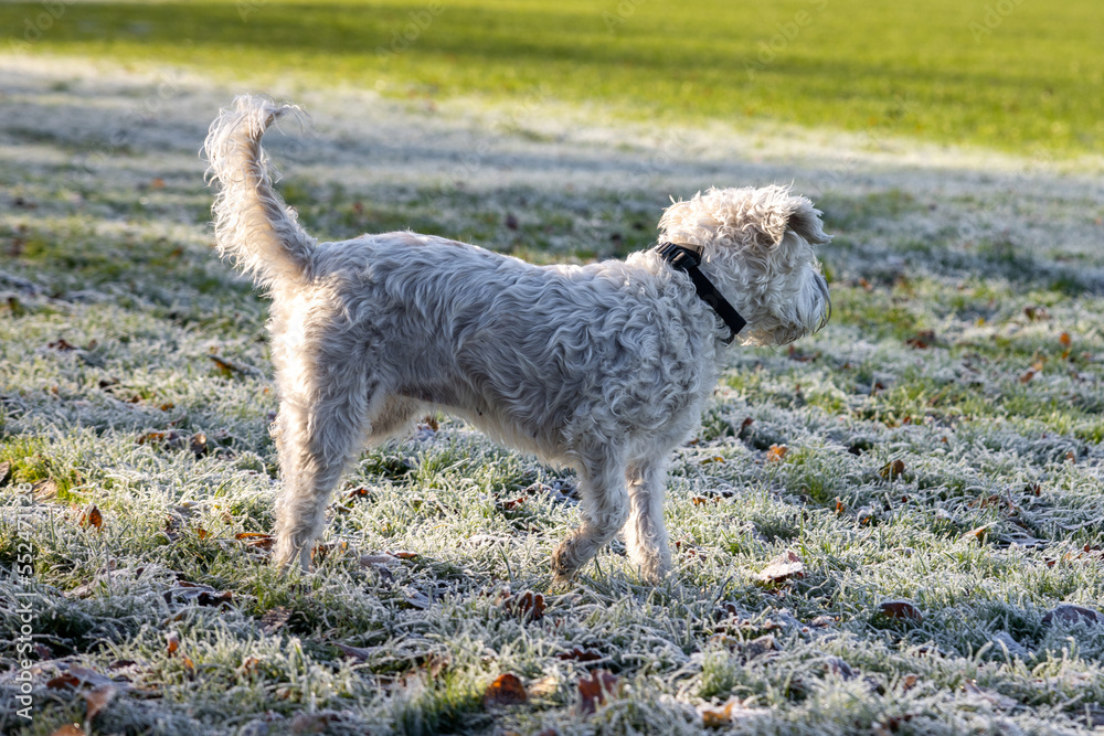 A happy soft coated wheaten terrier dog playing in a field in the United Kingdom with a smile during sunrise with warm tones A happy soft coated wheaten terrier dog playing in a field in the United Kingdom with a smile during sunrise with warm tones