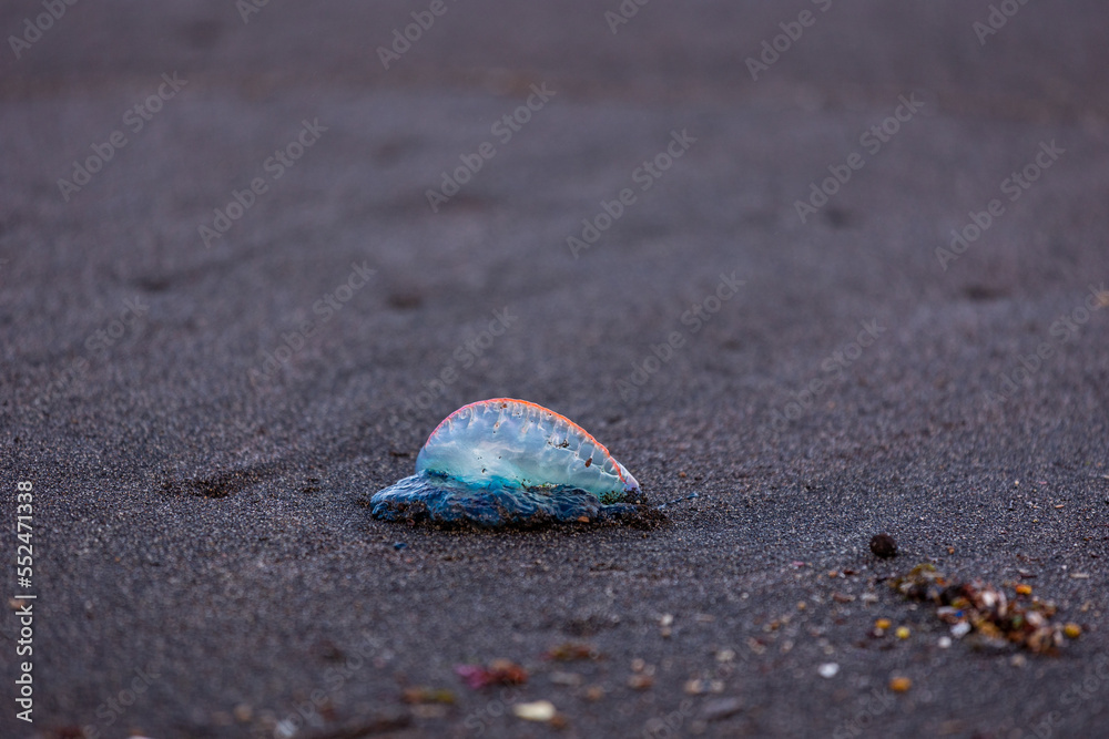 Portuguese man-o-war, dangerous jellyfish, strange animals, Azores islands. Portuguese man-o-war, dangerous jellyfish, strange animals, Azores islands.