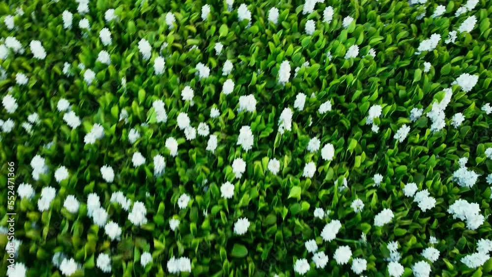 green water plant and white flower drone descending high angle green water plant and white flower drone descending high angle