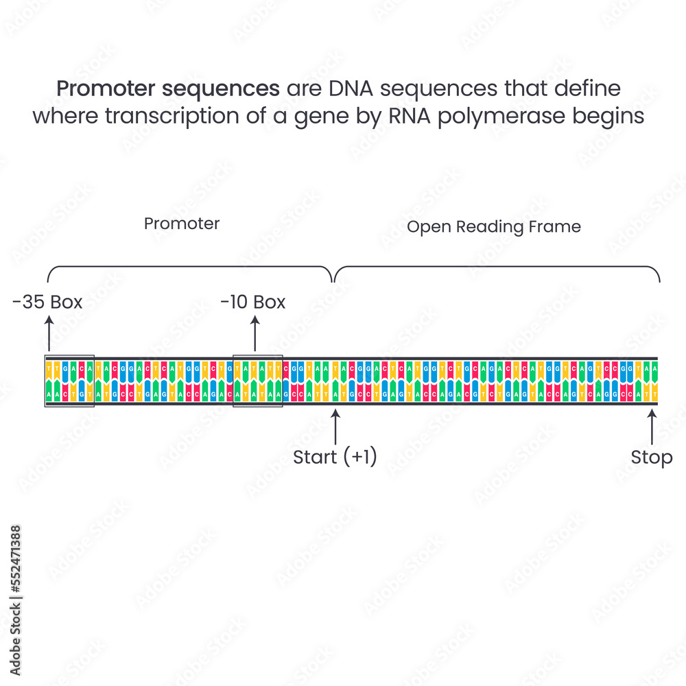 promoter-dna