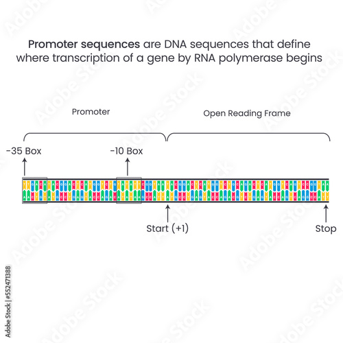 Promoter DNA Sequences genome sciences vector illustration infographic