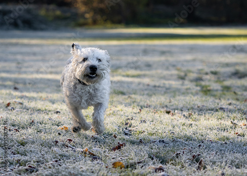 A happy soft coated wheaten terrier dog playing in a field in the United Kingdom with a smile during sunrise with warm tones