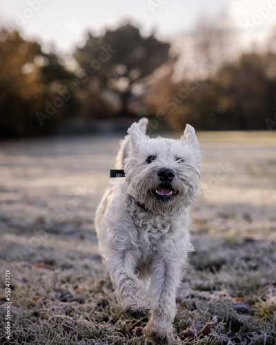A happy soft coated wheaten terrier dog playing in a field in the United Kingdom with a smile during sunrise with warm tones