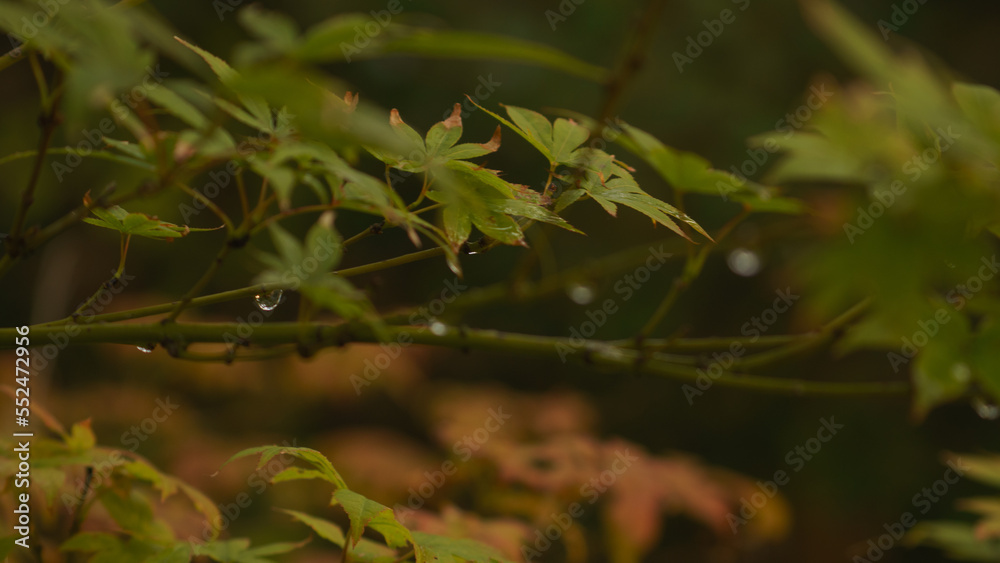 Japanese Maple Tree with Water Droplets Japanese Maple Tree with Water Droplets