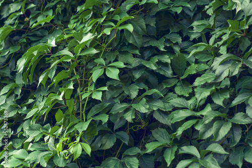 Parthenocissus leaves green natural background. Green grape leaves on the wall close-up. Wild grapes.