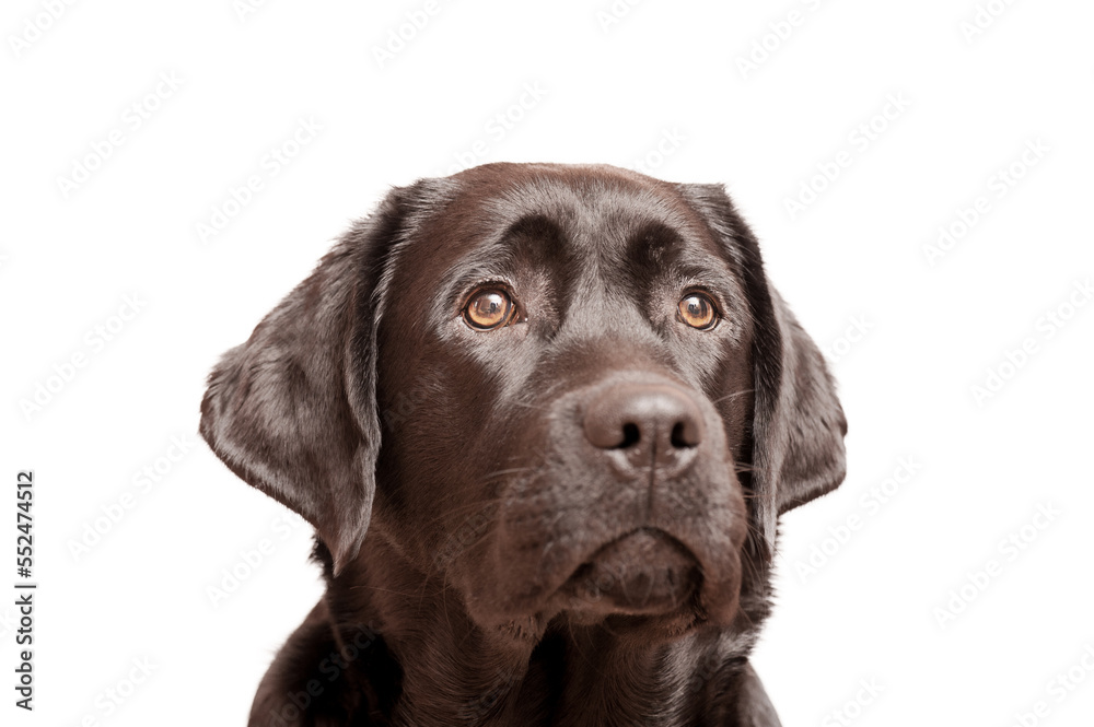 Labrador retriever black puppy isolate on white. Portrait of a pet young dog. Labrador retriever black puppy isolate on white. Portrait of a pet young dog.