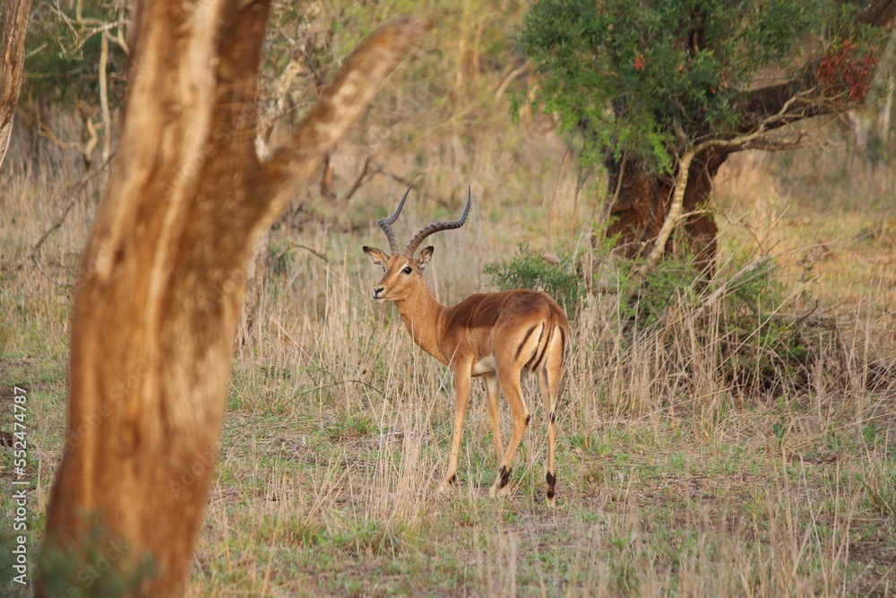 Impala Impala