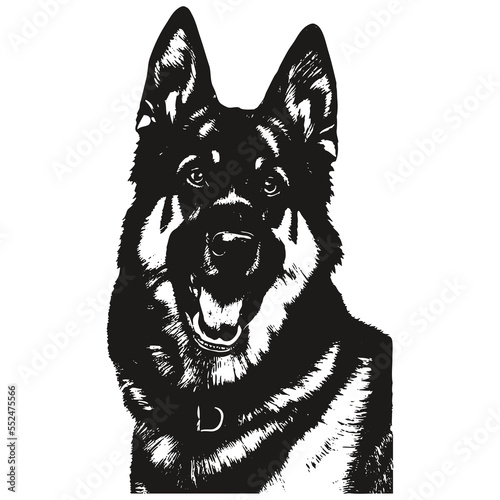 German shepherd hand drawn picture ,black and white drawing of dog