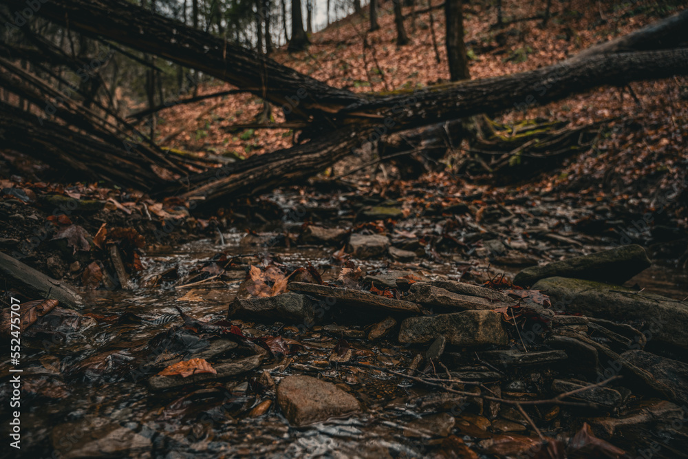 river in the forest