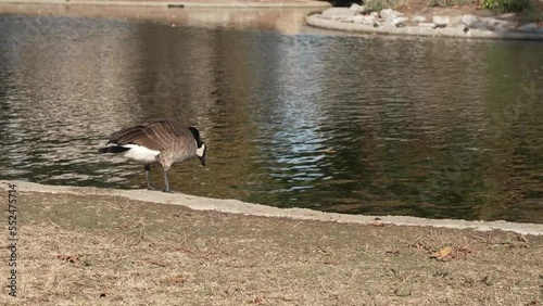 goose in the water