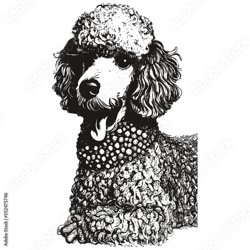 Poodle vector portrait hand drawn vector ,black and white drawing of dog