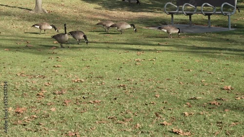 geese in a field