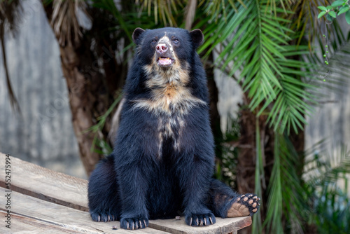 Spectacled bear (Tremarctos ornatus) sitting relaxing on wooden dais in selective focus photo