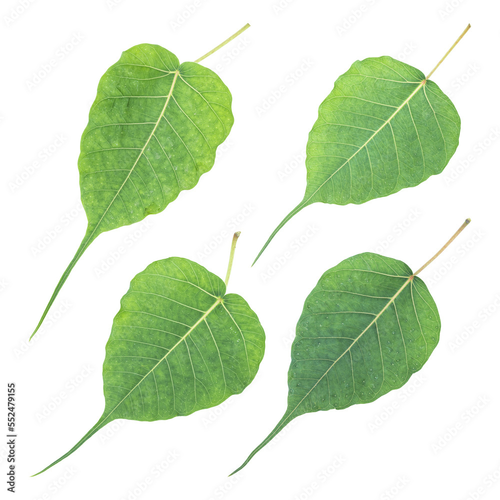 Fresh green bodhi leaves isolated on transparent background Fresh green bodhi leaves isolated on transparent background