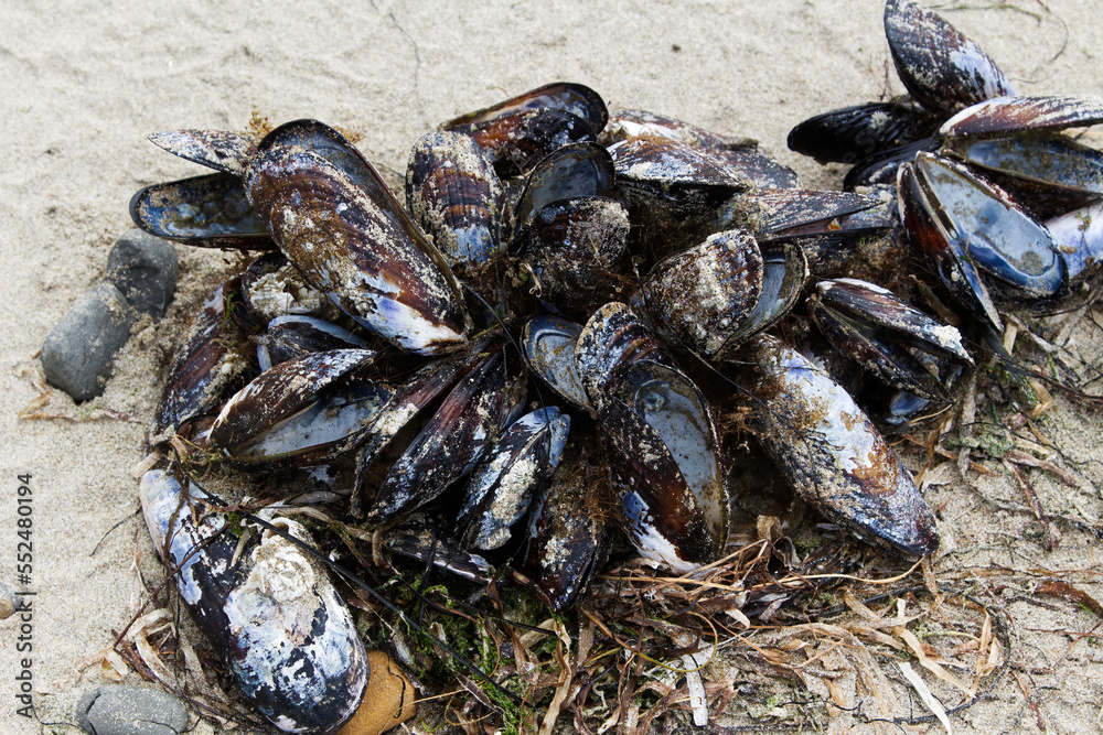 Clump Of Mussel Shells On Sand Beach Clump Of Mussel Shells On Sand Beach