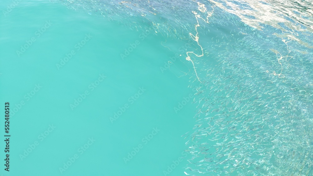 floating school of sardines in turquoise water
