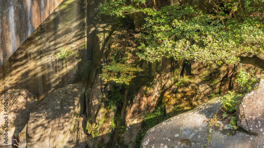 Fototapeta premium 木陰