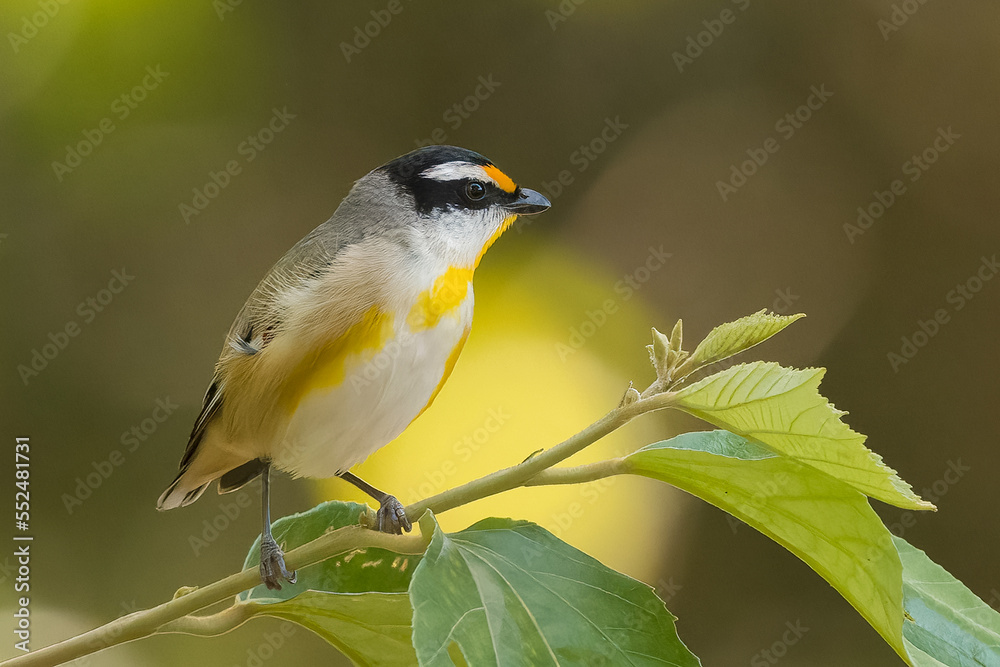 Obraz premium Striated Pardalote (pardalotus striatus) perching on green foliage and an isolated background with copy space for text.