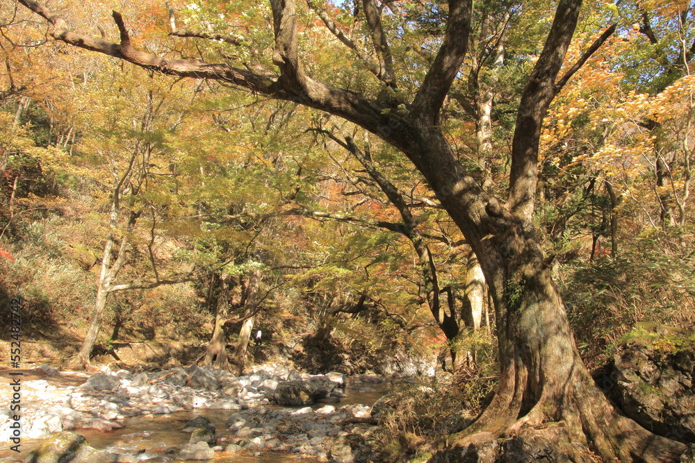 愛媛県　小田深山渓谷の紅葉
