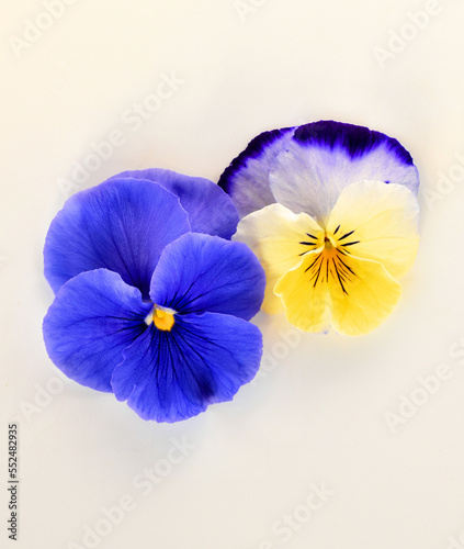 白バックにブルーのパンジーの花びら、2色咲きのパンジー