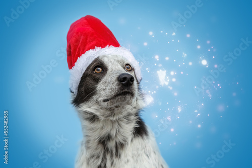 Head portrait of a brown and white crossbreed mongrel dog wearing a christmas hat costume in front of blue background