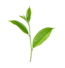 tea leaf isolated on  transparent png