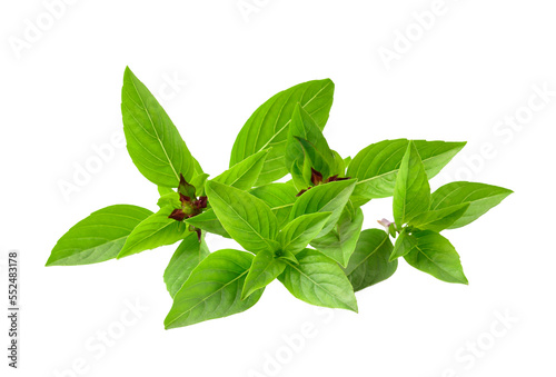 thai basil isolated on  transparent png