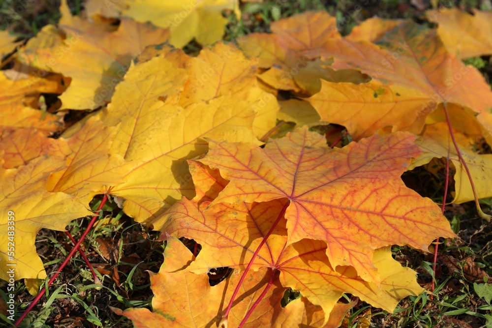 Beautiful dry leaves on grass outdoors, closeup. Autumn season