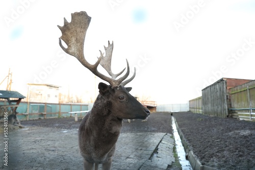Fototapeta Naklejka Na Ścianę i Meble -  Brown stag with beautiful antlers in zoo, space for text