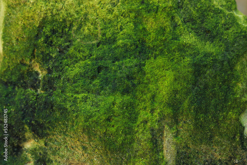 Wallpaper Mural View of stone covered green moss, closeup Torontodigital.ca