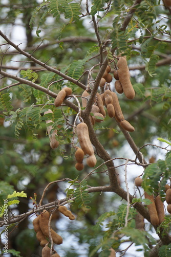 Tamarind (Also called Tamarindus indica, asam) fruit on the tree