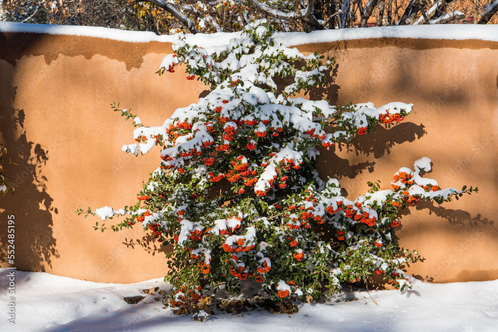 Fototapeta premium Winter scene of snow-covered bush with orange berries and adobe wall in Santa Fe, New Mexico
