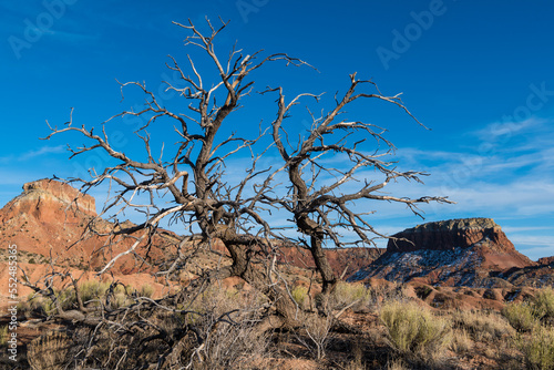 Dead tree in a desert landscape of red rock mesas under a blue sky at Ghost Ranch in New Mexico