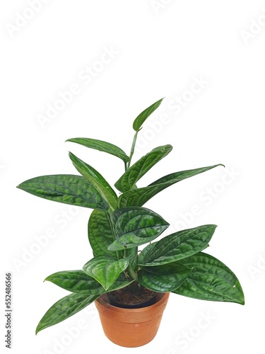 Ornamental plants belonging to the same family as the betel. Monstera Peru in isolated on white background with copy space. Monstera sp. Karstenianum.( Araceae.) 